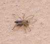 Clubiona sp.